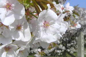御室桜